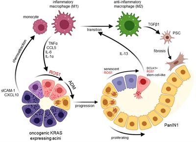 Macrophage-induced reactive oxygen species in the initiation of pancreatic cancer: a mini-review